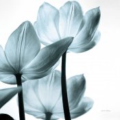 Debra Van Swearingen - Translucent Tulips III Sq Aqua