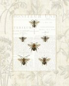Sue Schlabach - Bee Botanical