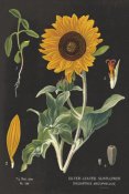 Sue Schlabach - Sunflower Chart