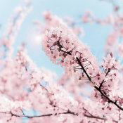 Keri Bevan - Cherry Blossom Clouds