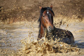 Vedran Vidak - Horse In Water