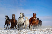 Libby Zhang - Mongolia Horses