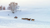 Hua Zhu - Racing On Snow
