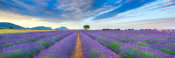 Frank Krahmer - Lavender Field, France
