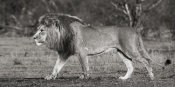 Pangea Images - Lion walking in African Savannah