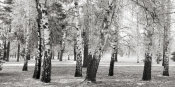 Pangea Images - Birches in a Park