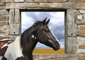 Lauren Julian - Painted Horse