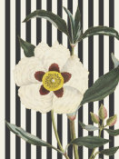 Wild Apple Portfolio - Herbal Botanical XXVII Bold