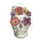 Wild Apple Portfolio - Floral Skull II