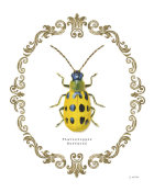 James Wiens - Adorning Coleoptera VII