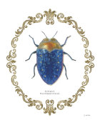 James Wiens - Adorning Coleoptera V