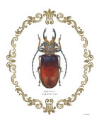 James Wiens - Adorning Coleoptera I
