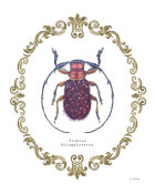 James Wiens - Adorning Coleoptera II