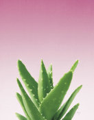 Felicity Bradley - Succulent Simplicity V Pink Ombre Crop