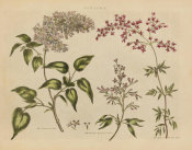 Wild Apple Portfolio - Herbal Botanical I Crop