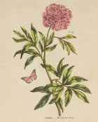 Wild Apple Portfolio - Herbal Botany XXIV Butterfly Crop