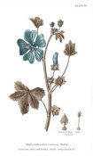 Wild Apple Portfolio - Conversations on Botany VII on White with Blue