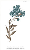 Wild Apple Portfolio - Conversations on Botany VI on White with Blue