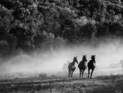 Aledanda - Horse country