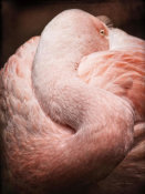 Debra Van Swearingen - Chilean Flamingo I