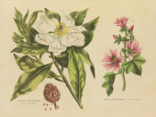 Wild Apple Portfolio - Herbal Botanical II