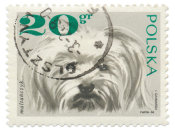 Wild Apple Portfolio - Poland Stamp II on White