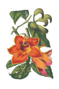 Wild Apple Portfolio - Antique Botanical XVIII