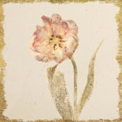 Cheri Blum - Vintage May Wonder Tulip Crop