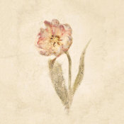 Cheri Blum - May Wonder Tulip on White Crop