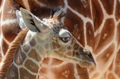 Vic Schendel - Baby Giraffe