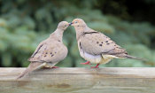 Vic Schendel - The Love Birds