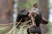 Vic Schendel - Teething Bear Cub