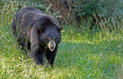 Vic Schendel - Black bear in Spring