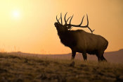 Vic Schendel - Bull Elk at Sunset