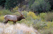 Vic Schendel - Bull Elk on Watch