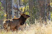 Vic Schendel - Bull Elk in the Forest