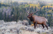 Vic Schendel - Bull Elk on the Hillside