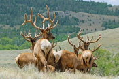 Vic Schendel - The Elk Herd