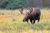 Vic Schendel - Bull Moose