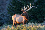 Vic Schendel - Bull Elk at Sunrise