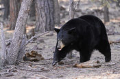 Vic Schendel - Spring Black Bear