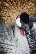 Vic Schendel - East African Crowned Crane