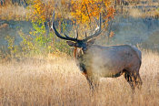 Vic Schendel - Bull Elk Steamer