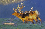 Vic Schendel - Bull Elks at Sunrise