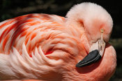 Vic Schendel - Flamingo
