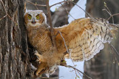 Vic Schendel - Fledgling Owl