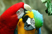 Vic Schendel - Loving Macaws