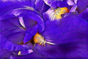 Vic Schendel - Purple Iris