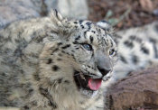 Vic Schendel - Snow Leopard