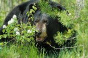 Vic Schendel - Lounging Black Bear
